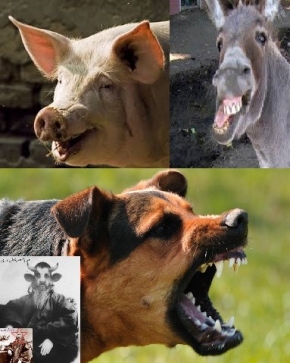 Baha’u’llah: Those that Deny Me are Animals, Pigs, Donkeys, Dogs, and Bastards